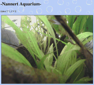 fishcam stream